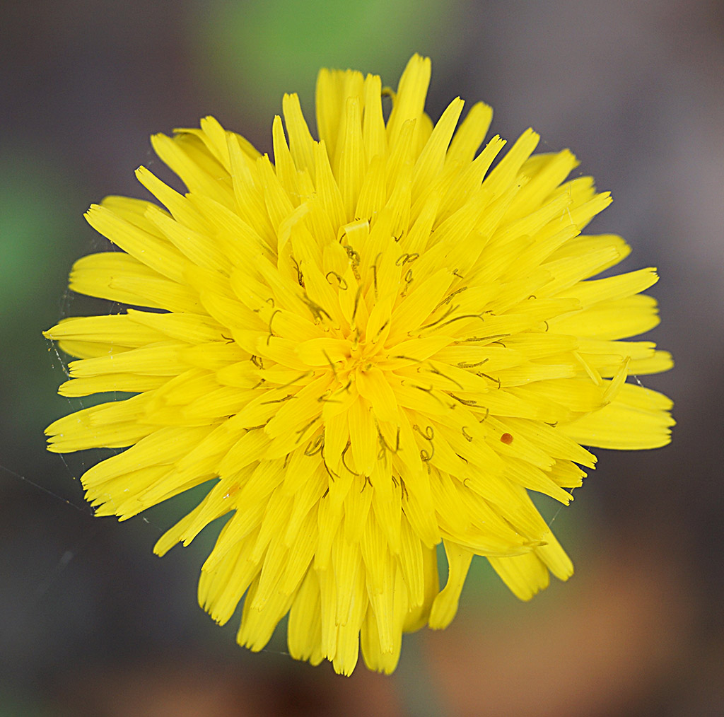 Aiuto determinazione - Asteraceae